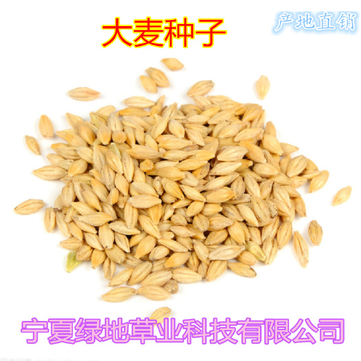 绿肥大麦种子牟麦饭麦赤膊麦珍珠麦牛羊马饲草青贮草干草种植种子