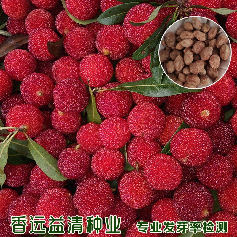 沭阳县杨梅种子杨梅新种子包邮送种植技术资料