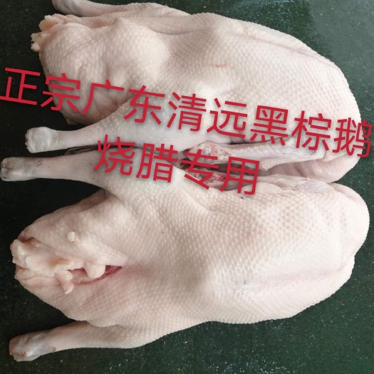 佛山鹅肉类 广东黑棕鹅 港式餐厅烧鹅 卤味烧腊 棚鹅草鹅