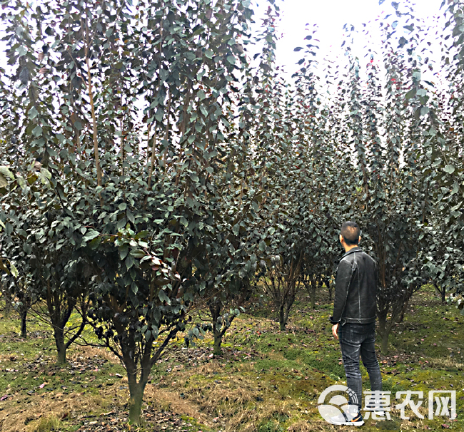  红叶李批发基地_红叶李价格_紫叶李批发价_名川园艺