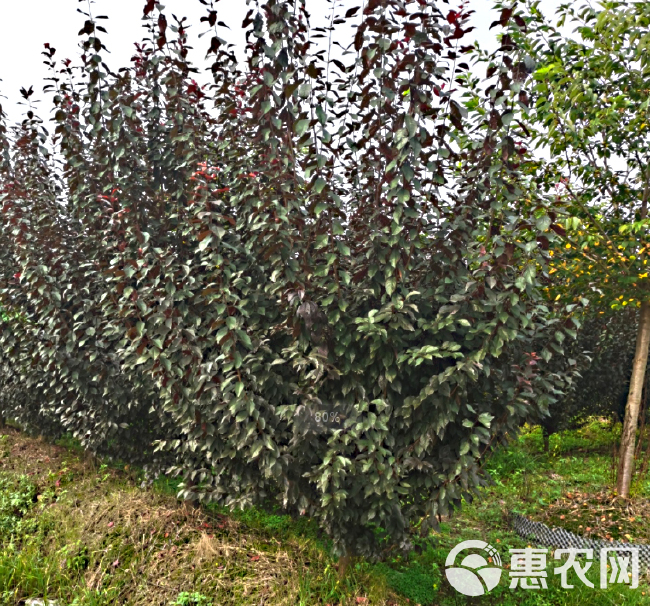  红叶李批发基地_红叶李价格_紫叶李批发价_名川园艺