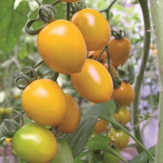 沭阳县樱桃番茄种子  黄色西红柿种子黄色番茄种子口感甜高产杂交优质包邮