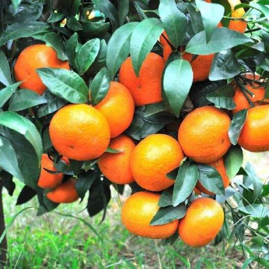 灵山县广西沃柑苗 有核沃柑苗  091无核沃柑苗 入口化渣  包邮