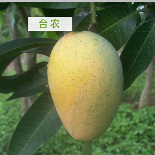 灵山县台农一号芒果苗 台农芒果嫁接苗 台农一号  包邮