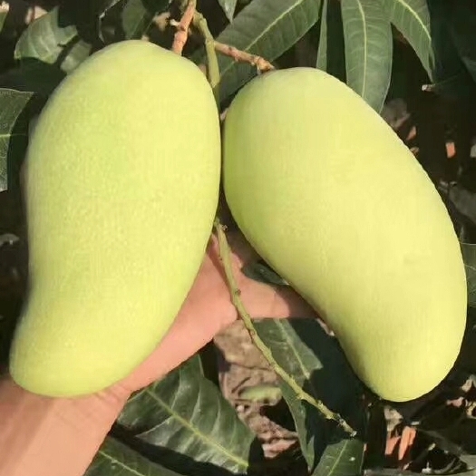 灵山县金煌芒果苗  云南芒果苗批发  大青芒