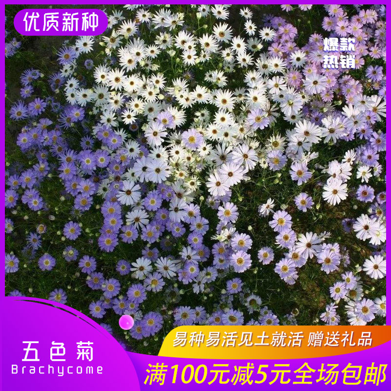 沭阳县五色菊种子五色菊新种子提供技术资料简单好种包邮