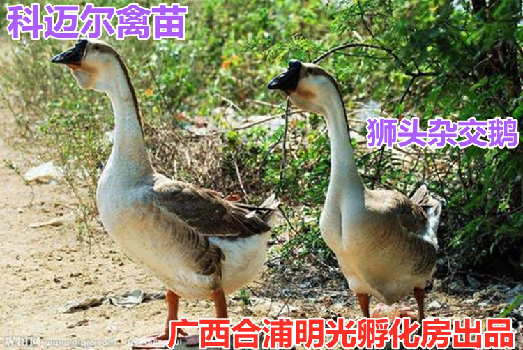 南宁狮头鹅苗  狮头杂交鹅苗，苗场直供，打好小鹅.痛风等疫苗，价