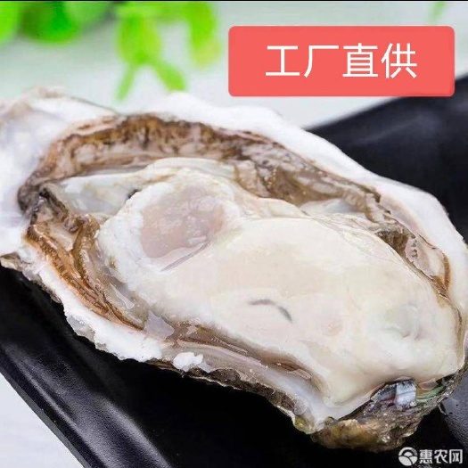 乳山市【精品乳山生蚝】三倍体生蚝，自有养殖和工厂，支持代发和批发