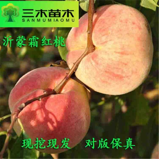 平邑县沂蒙霜红桃树苗  沂蒙霜红桃苗 沂蒙霜红桃种苗 产地直发 现挖现发 品种保证