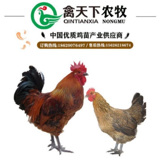 广州 快大青脚麻公鸡苗禽天下20年老店包疫苗包路损全国发货