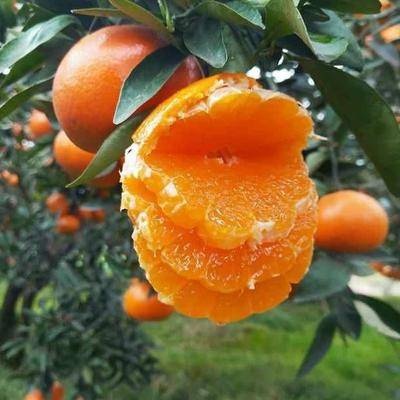 无核沃柑苗 基地直供 现挖现发 品种纯正 根系发达