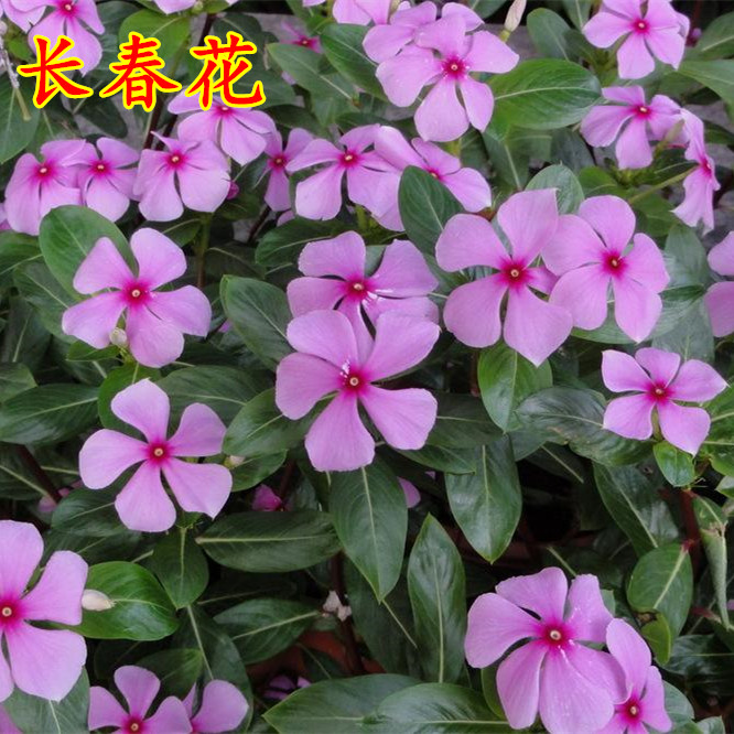 沭阳县长春花种子花籽日日春种子四季开花耐旱易活阳台花籽盆栽庭院种孑