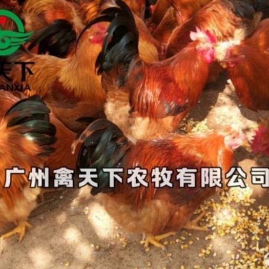 广州 灵山土鸡鸡苗 禽天下灵山麻鸡 包疫苗 包路损 全国发货