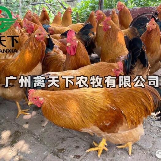广州三黄鸡苗 三黄土鸡2号公苗20年老店包疫苗包路损全国发货放心买卖