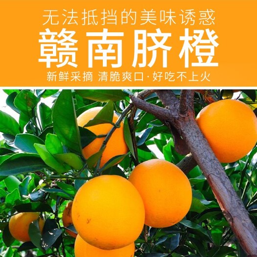 宁都县脐橙 赣南脐橙脐橙精品果（70-80MM）新鲜橙子