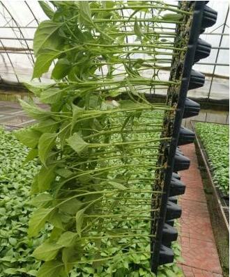 寿光市 朝天椒苗 青椒苗子 绿皮尖椒苗 南方种植的辣椒苗品种