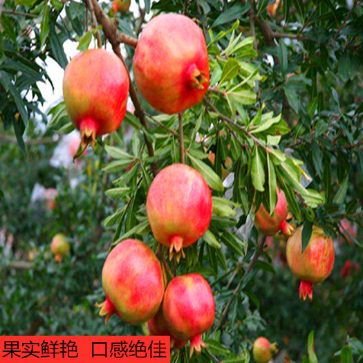 平邑县蒙阳红石榴苗 蒙阳红石榴 现挖现卖  基地自销   包品种 包质量