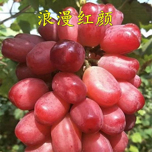 平邑县 浪漫红颜葡萄苗 嫁接葡萄树苗新品种特大无核爬藤果树苗当年结果