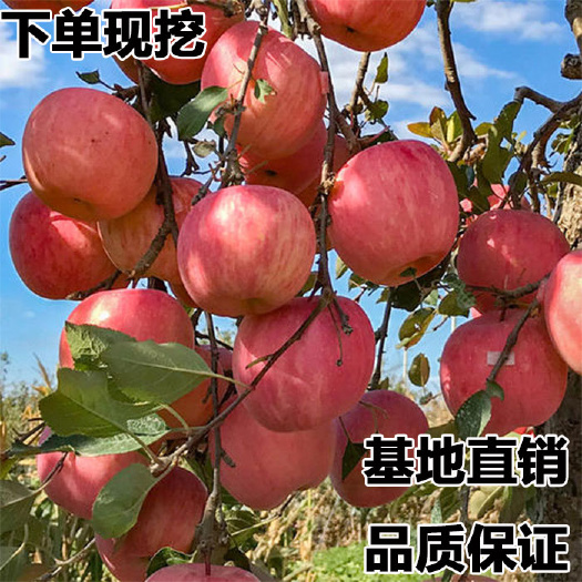 平邑县矮化红富士苹果苗 苹果树果苗矮化盆栽地栽特大南方北方种植当年结果嫁接红富士树苗