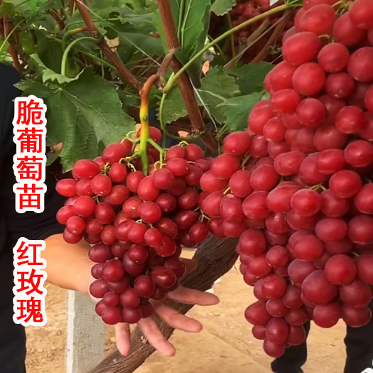 平邑县红玫瑰葡萄苗  新品种脆葡萄苗中国红玫瑰葡萄树苗地栽盆栽南北方种植果树苗