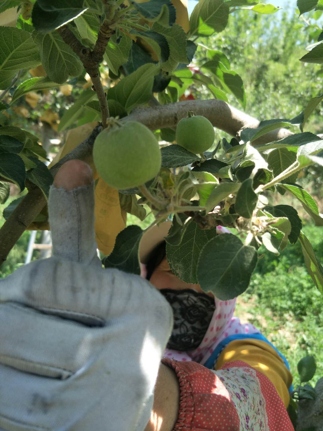  正宗澳洲青苹果树苗青苹果苗庭院种植果树南方北方种植