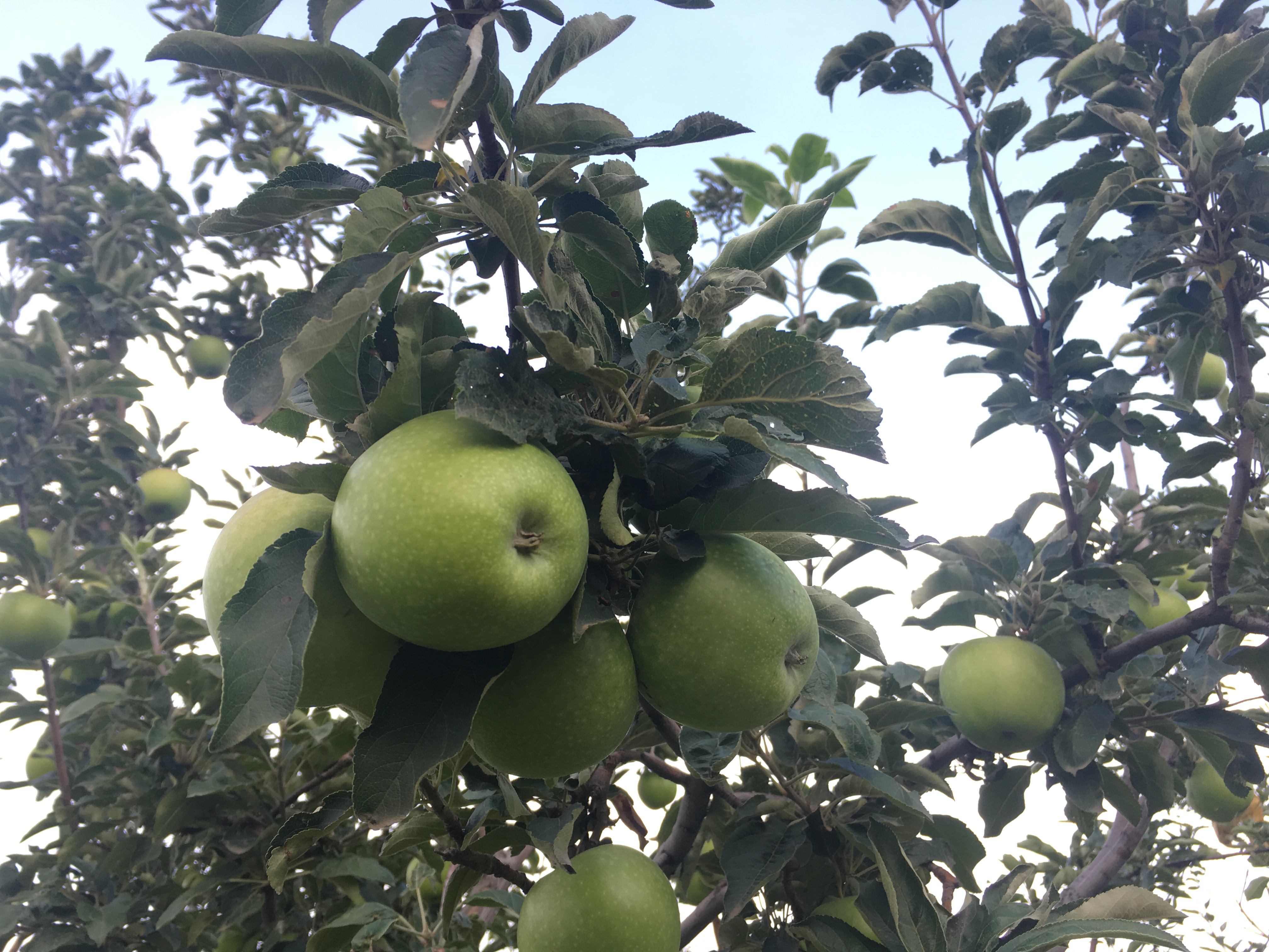  正宗澳洲青苹果树苗青苹果苗庭院种植果树南方北方种植