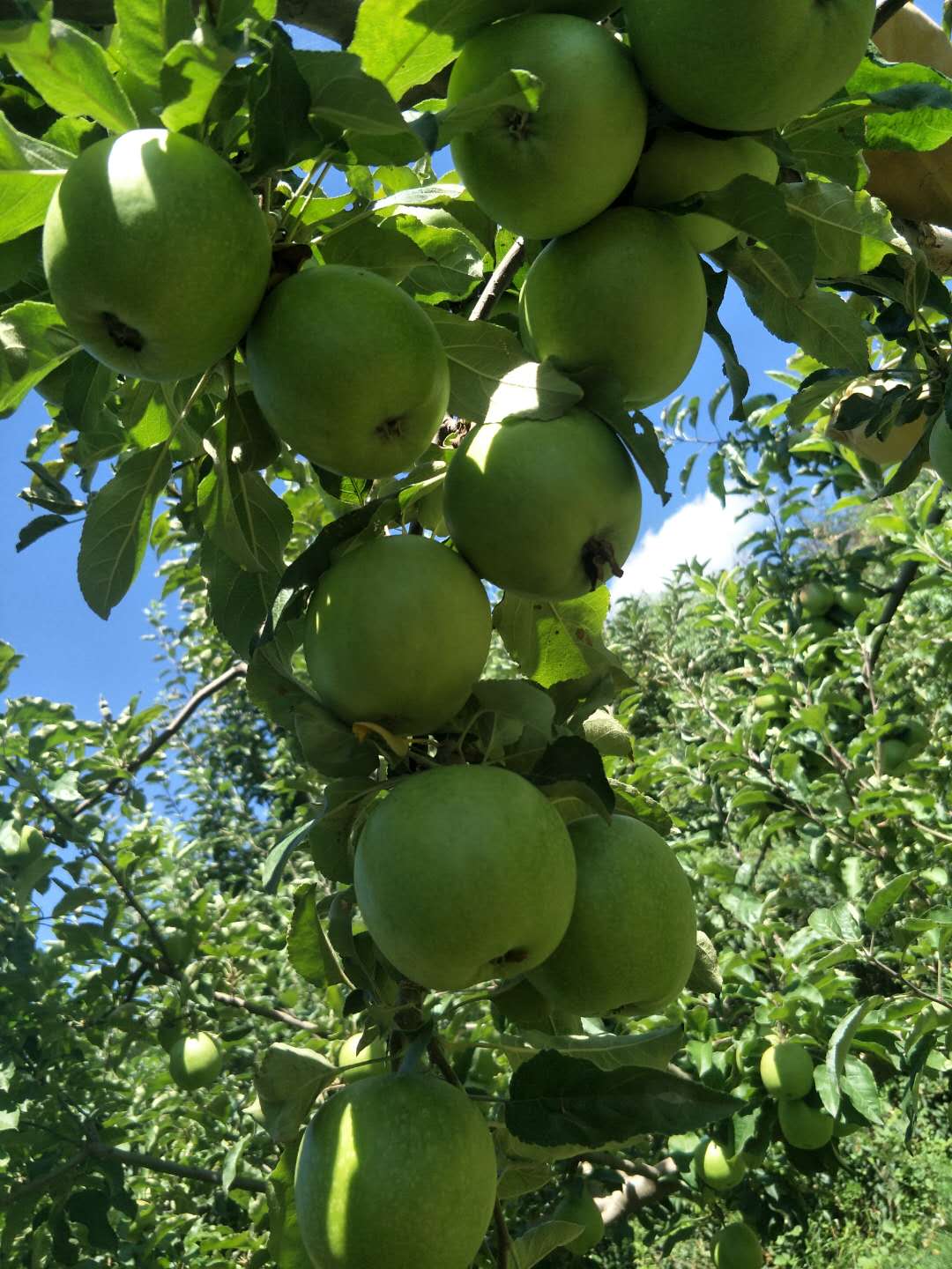  正宗澳洲青苹果树苗青苹果苗庭院种植果树南方北方种植