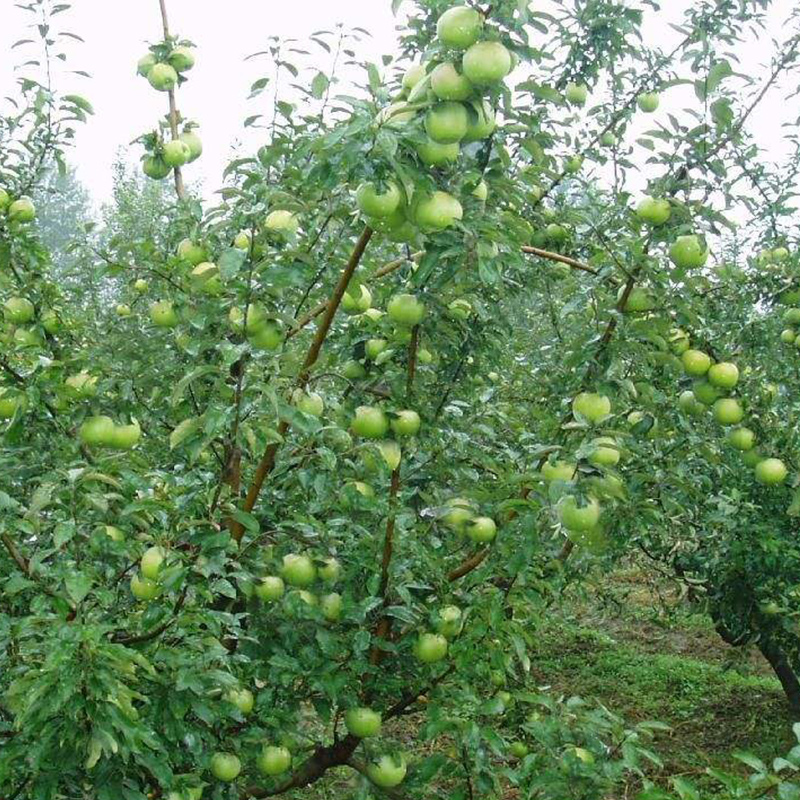  正宗澳洲青苹果树苗青苹果苗庭院种植果树南方北方种植