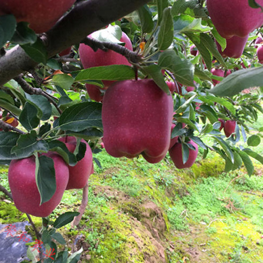 平邑县花牛苹果树苗  苹果树苗花牛苹果苗嫁接苗盆栽地栽南方北方种植当年结果苗