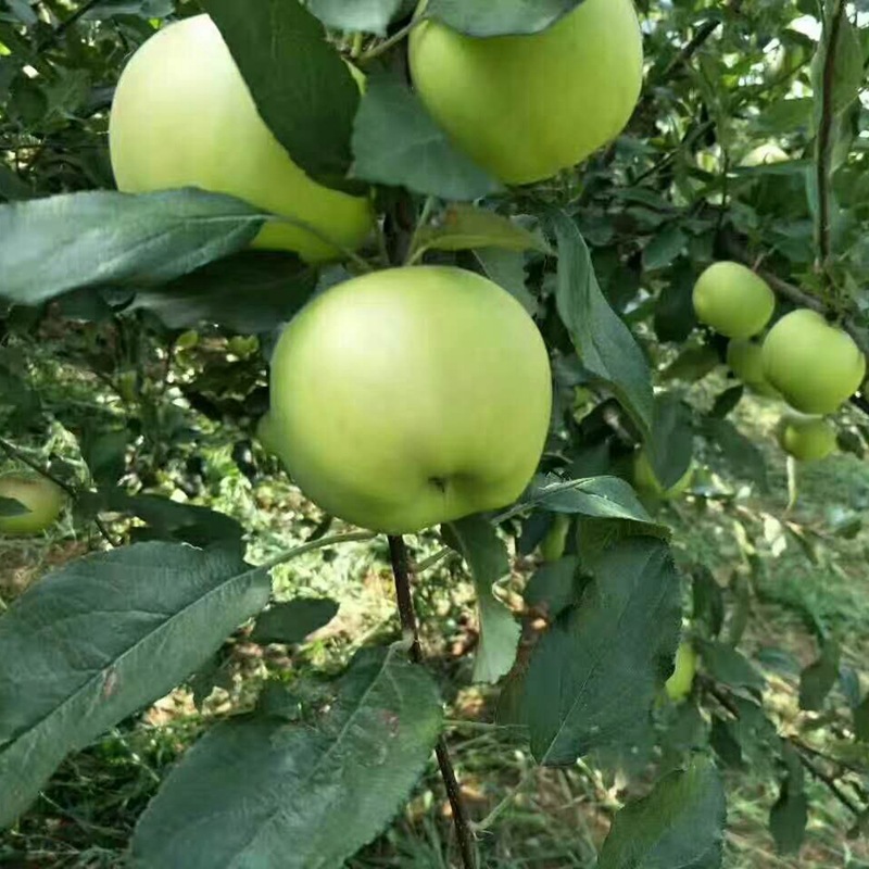  正宗澳洲青苹果树苗青苹果苗庭院种植果树南方北方种植