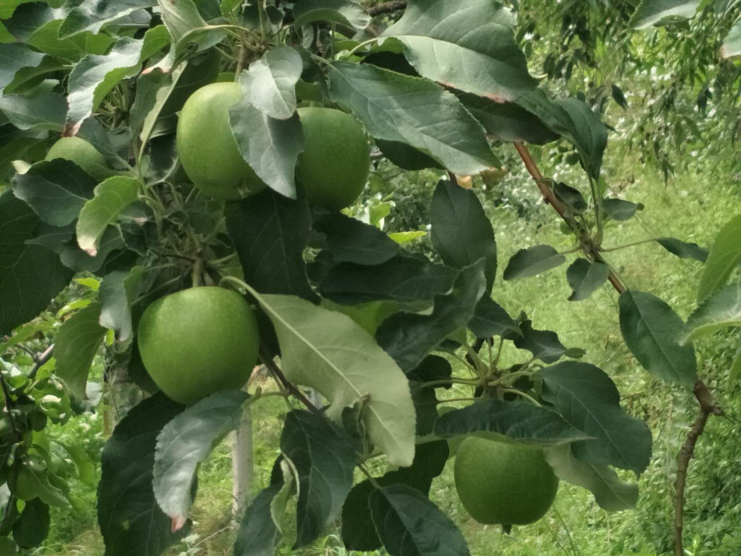  正宗澳洲青苹果树苗青苹果苗庭院种植果树南方北方种植