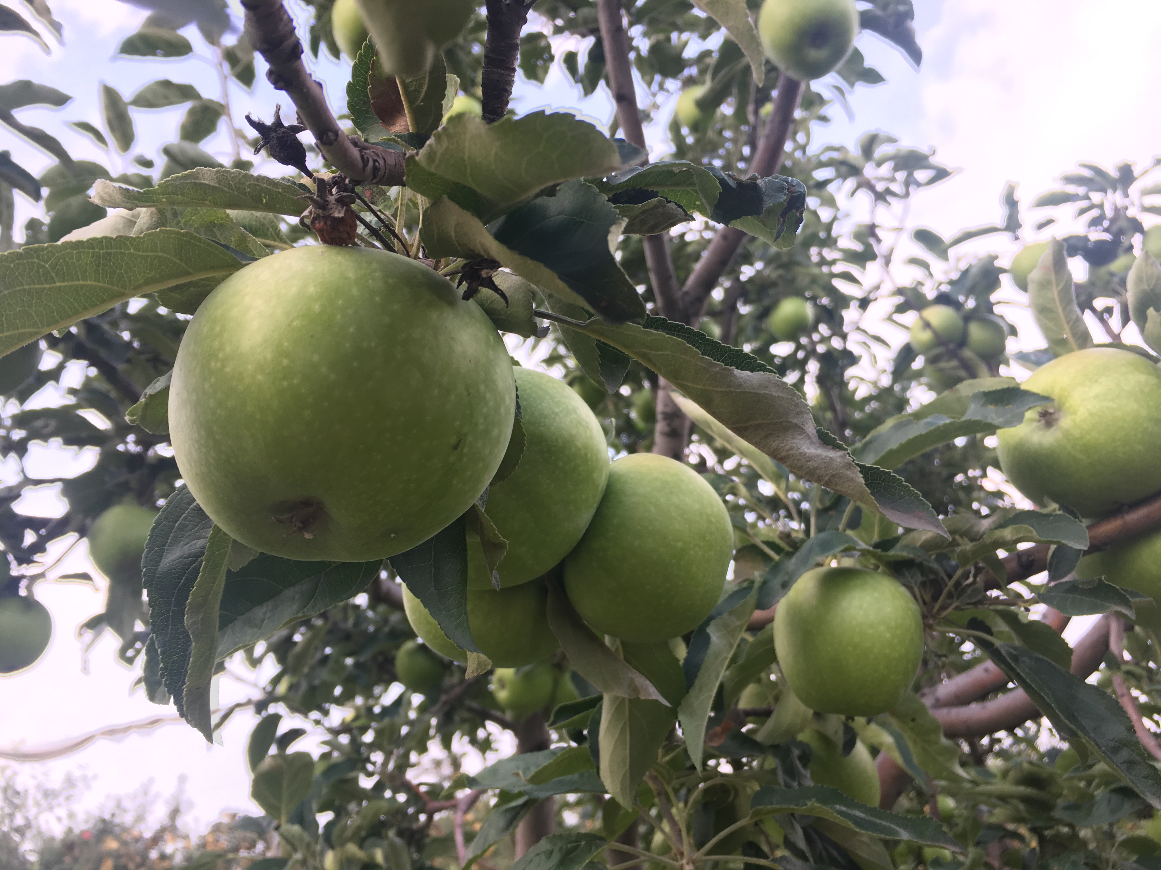  正宗澳洲青苹果树苗青苹果苗庭院种植果树南方北方种植