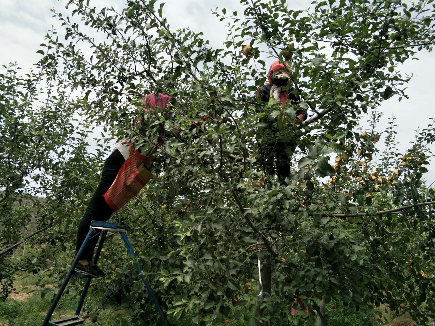  正宗澳洲青苹果树苗青苹果苗庭院种植果树南方北方种植