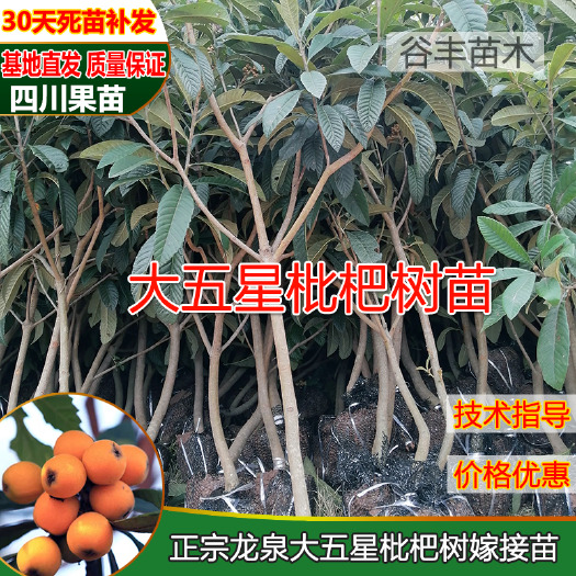 简阳市大五星枇杷苗盆栽地栽嫁接苗果树苗四川果苗特大琵琶当年结果杯苗