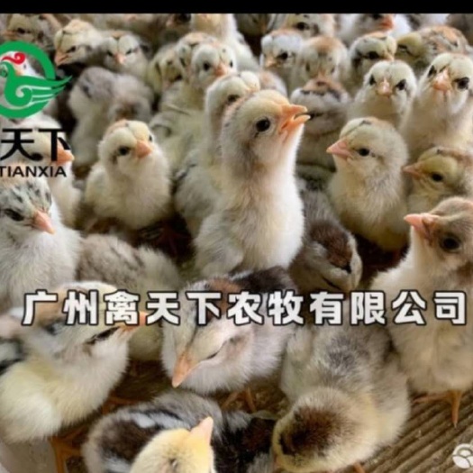 广州 彩凤鸡苗稻花鸡苗雪山鸡苗土鸡苗活体禽苗包邮