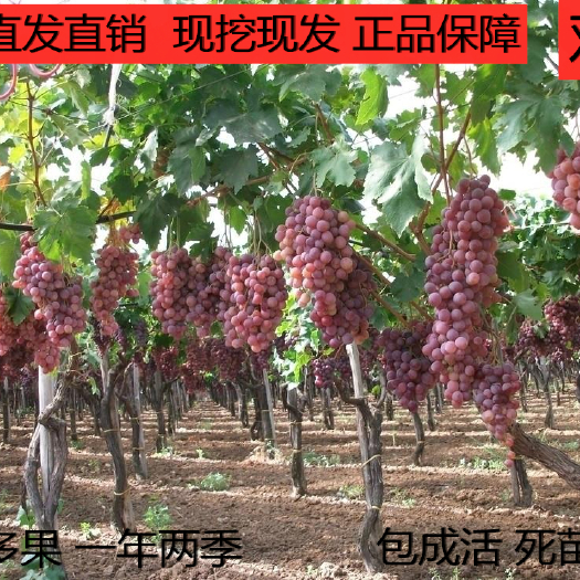平邑县 无核玫瑰香葡萄苗   基地直售 现挖现卖