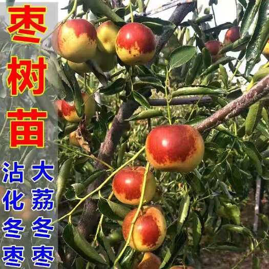平邑县 枣树苗活苗特大沾化冬枣嫁接苗南方北方种植当年结果庭院地栽树