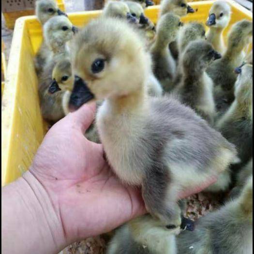 精选汕头狮头鹅苗，孵房直接打好小鹅瘟，痛风疫苗，