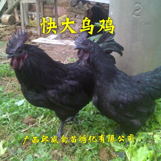 南宁 乌鸡苗 正宗纯正毛黑  运输保活 技术提供 包打疫苗