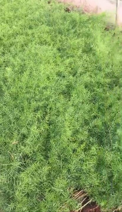 仁寿县中药材天冬种苗出售天冬种植基地直发，量大从优