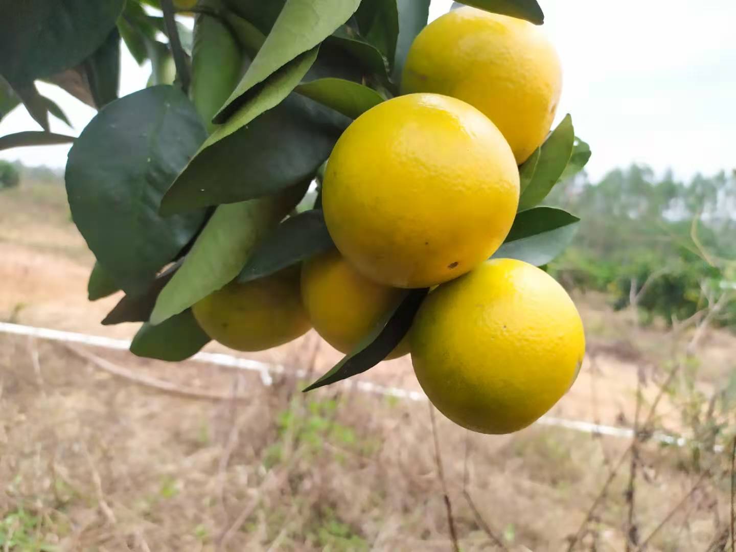 廉江橙子 廉江红橙（刘广寿红橙基地）