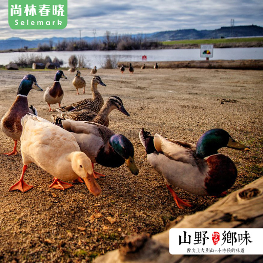 固始县 长期大量正宗大别山湿地散养绿头麻鸭土麻鸭老公鸭母鸭草鸭批发