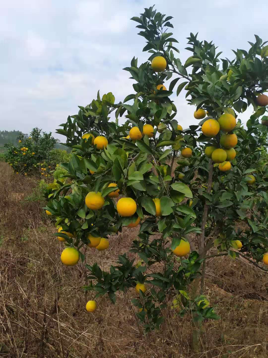 廉江橙子 廉江红橙（刘广寿红橙基地）