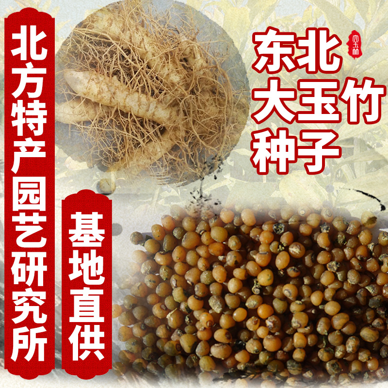 玉竹种子 免费提供种植技术资料 东北大玉竹种子