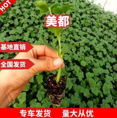 寿光市美都西瓜苗 8424西瓜苗 早春西瓜苗抗病耐寒冷棚种植