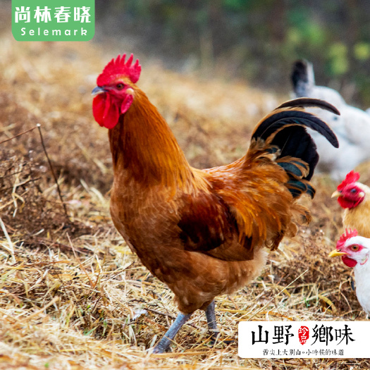 合肥 批发大别山茶园散养大公鸡土公鸡固始鸡土鸡草鸡老公鸡红公鸡