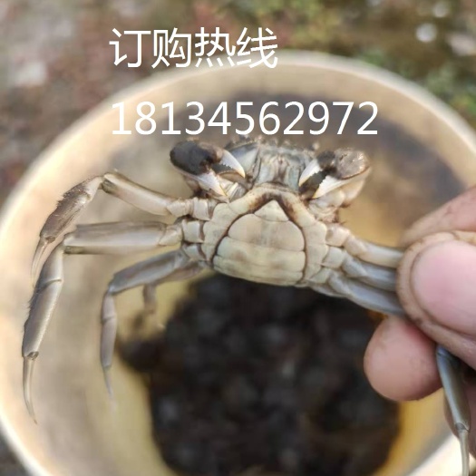 宣城大闸蟹苗青蟹苗