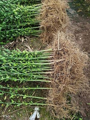 邵东市 枳壳苗 基地现挖 药用枳壳苗嫁接枳壳苗