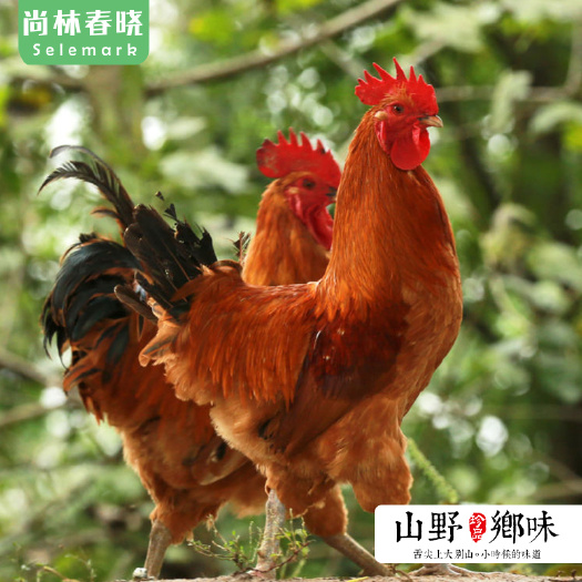 固始县 大量100天青脚仔公鸡小公鸡60天白脚童子鸡土公鸡草鸡红公鸡