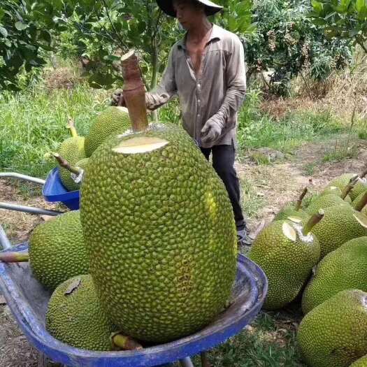灵山县 马来西亚一号菠萝蜜泰国红肉菠萝蜜苗带泥发货包邮